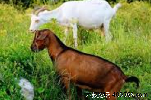 2025年第124期幽默猜测：鬥氣的鄰居